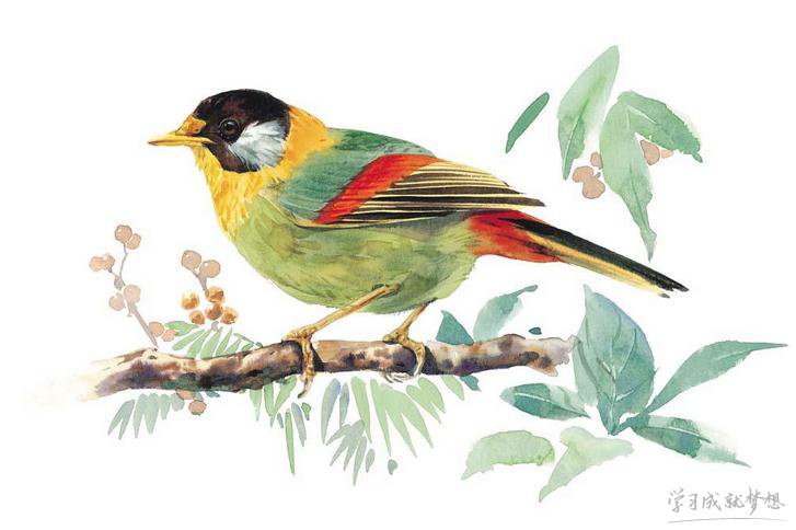 國(guó)畫(huà)畫(huà)鳥(niǎo)